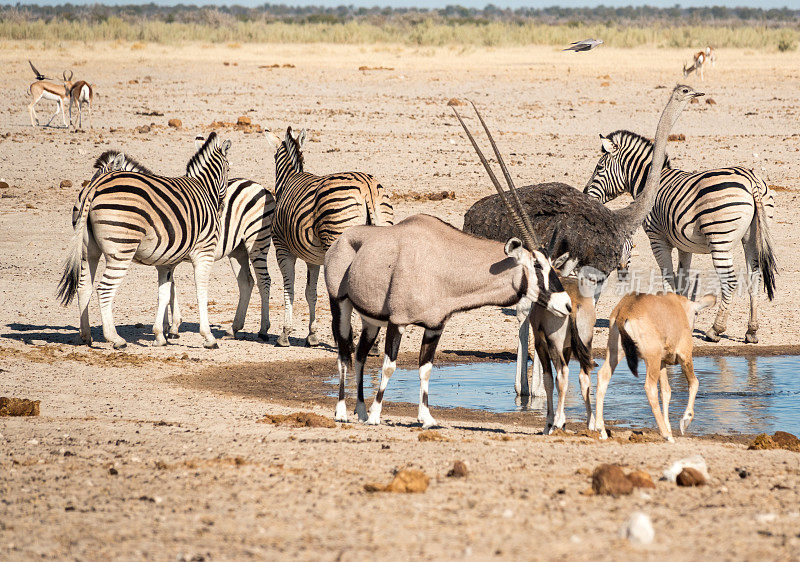 纳米比亚埃托沙国家公园Ozonjuitji M'Bari水潭的Gemsbok。